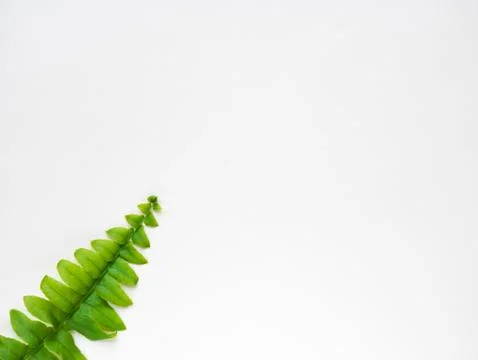 Fern leaf Stock Photos
