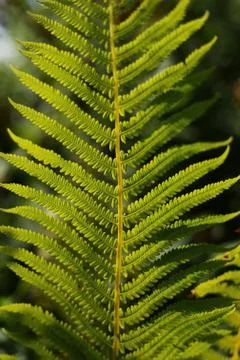 Fern leaf Stock Photos