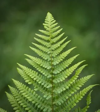 Fern leaf Stock Photos