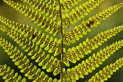 Fern leaf Stock Photos