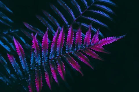 Fern leaf Stock Photos