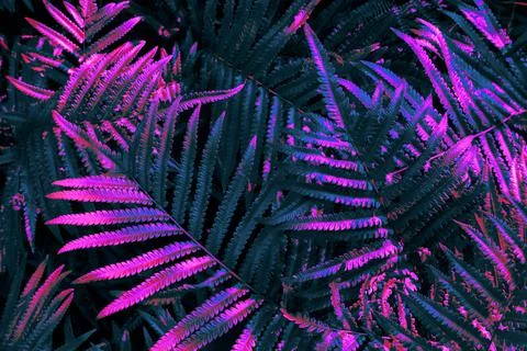 Fern leaf Stock Photos
