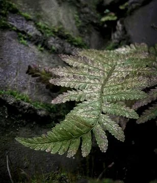 Fern leaf Foto stock