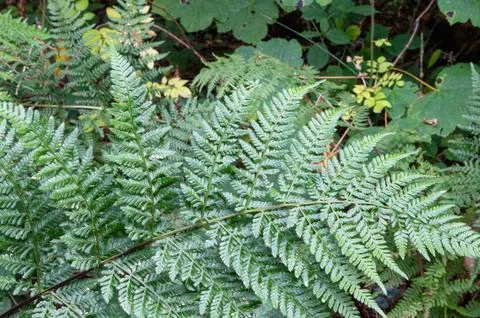 Fern leaf Stock Photos