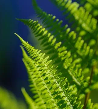 Fern leaf Stock Photos