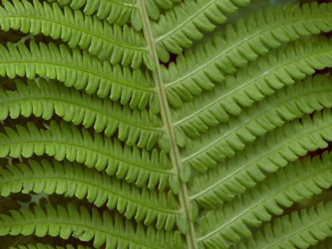 Fern leaf photographed close-up Stock Photos