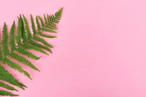 Fern leaf on pink background with space for copy on the right. Top view. Stock Photos