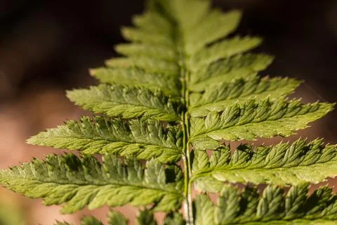 Fern leaf, plant close-up, leaf details. Foto stock