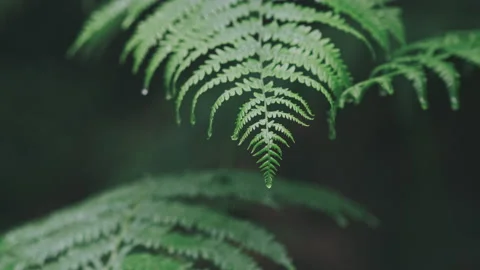 Fern leaf with rain drops dripping off, 4K Stock Footage 146246377