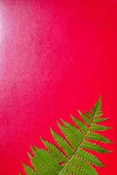 Fern leaf on a red background. Template for design. Space for text. Stock Photos