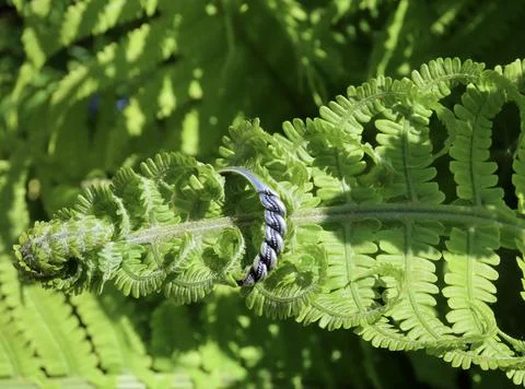 Fern leaf with ring Stock Photos