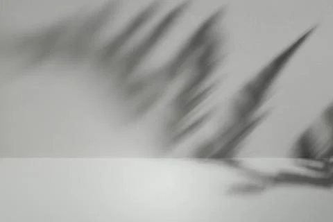 Fern leaf shadow on gray background Stock Photos