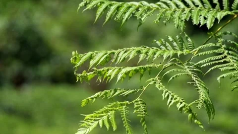 Fern leaf shoots swaying in the wind against a bokeh background Video stock 291602848