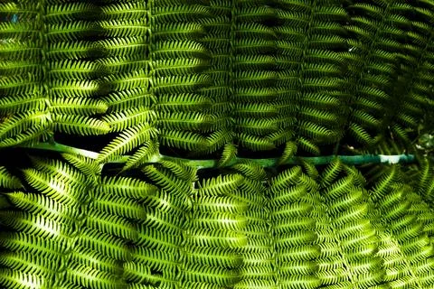 A fern leaf is shown in the sunlight at forest Stock Photos