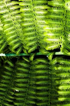 A fern leaf is shown in the sunlight Stock Photos