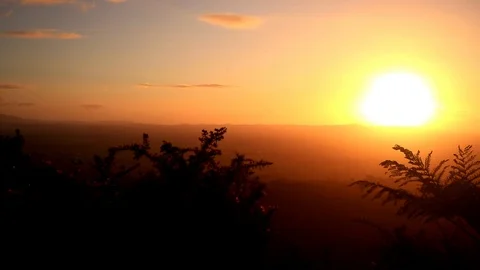 Fern Leaf Silhouette Stock Footage 124354388