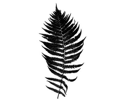 Fern leaf silhouette isolated Stock Illustration