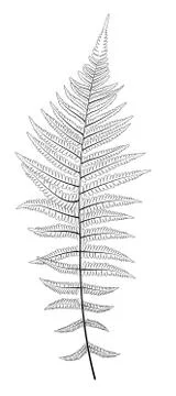 Fern Leaf Silhouette Vector Background Illustration Illustrazione stock