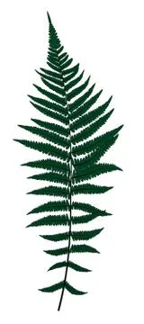 Fern Leaf Silhouette Vector Background Illustration Stock Illustration