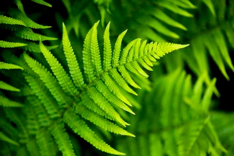 Fern leaf in spring Stock Photos