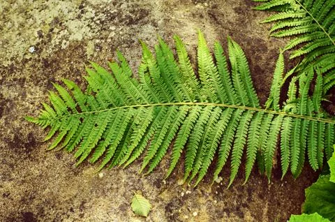 Fern leaf on the stone Stock-Fotos