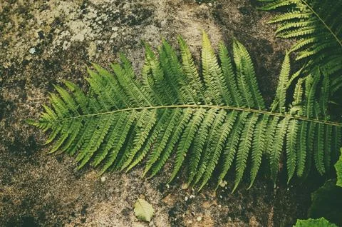 Fern leaf on the stone 写真素材