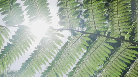 Fern leaf in the sun and tilting down to waterfall in jungle Video stock 231756330