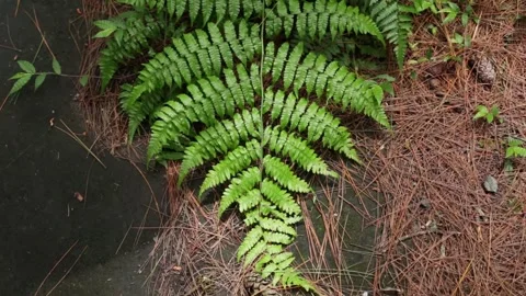 A fern leaf in the sunlight Stock Footage 270770807