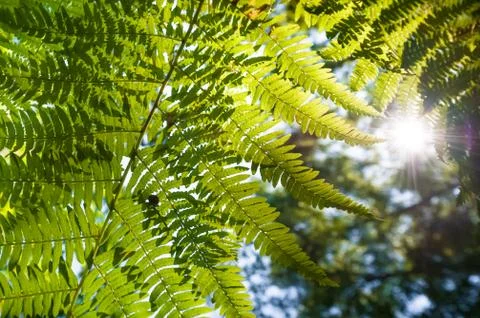 Fern leaf sunset Stock Photos