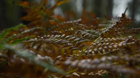 Fern leaf sways in the wind in a sunny autumn forest Stock Footage 197772728