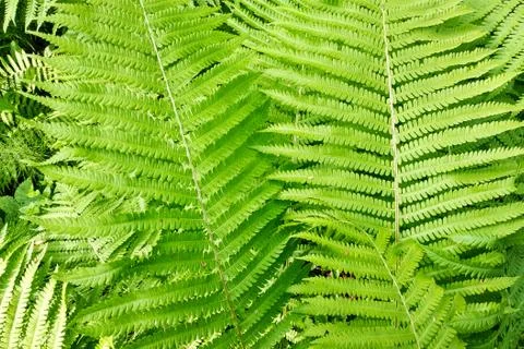 Fern leaf texture close-up Fotos de archivo