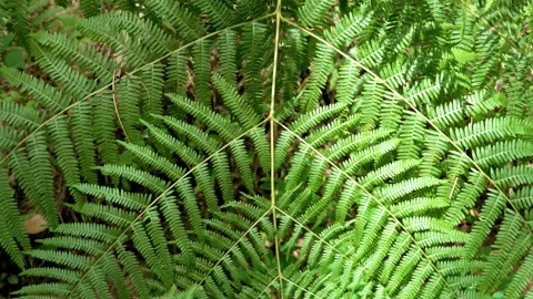 Fern leaf texture with natural patterns in rainforest Stock Footage 249950305