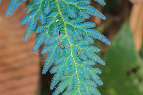 Fern leaf texture Stock Photos