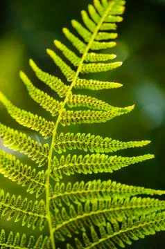 Fern leaf texture in sunlight. Green leaves abstract nature background. Close Stock Photos