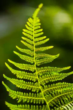 Fern leaf texture in sunlight. Green leaves abstract nature background. Close Stock Photos
