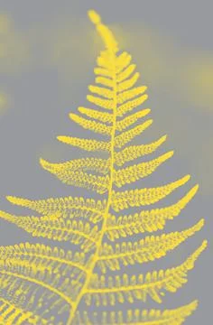 Fern leaf texture in two trendy colors of 2021 year illuminating ultimate gra Stock Photos