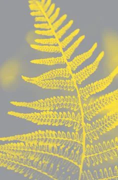 Fern leaf texture in two trendy colors of 2021 year illuminating ultimate gra Stock Photos