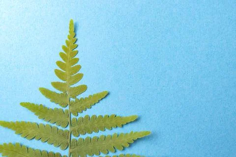 Fern leaf tip on blue background, minimal Stock Photos