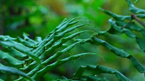 Fern Leaf Tips with Raindrops, Macro Slow Motion, Southern Chile Rainforest Stock Footage 338368272