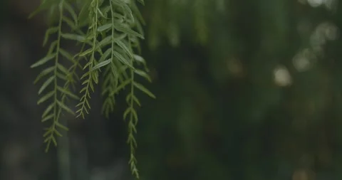 Fern leaf tree Stock Footage 247347738