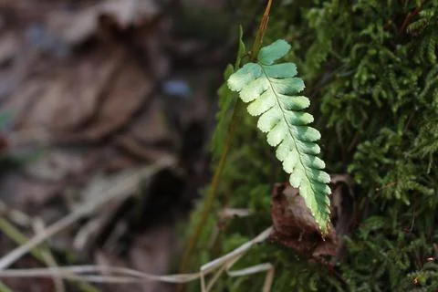 Fern leaf on the tree moss Stock Photos