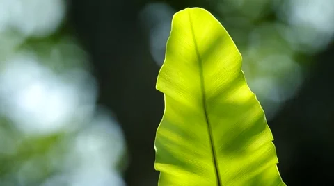 Fern leaf under the bokeh Stock Footage 49092903