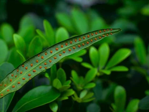 Fern Leaf Underside with Orange Spores Macro Close Up Nature Detail Stock Photos