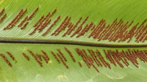 Fern Leaf Underside with Sporangia Rows Nature Background Fotos de archivo