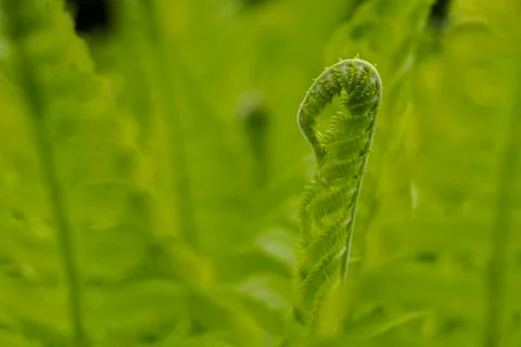 Fern leaf unfolding Stock Photos