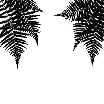 Fern Leaf Vector Background Illustration Stock Illustration