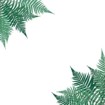 Fern Leaf Vector Background Illustration イラスト素材