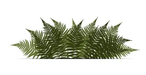 Fern Leaf Vector Background Illustration Illustrazione stock