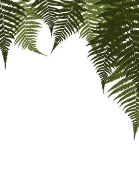 Fern Leaf Vector Background Illustration Illustrazione stock