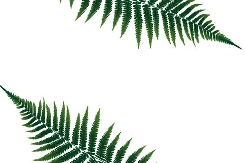 Fern Leaf Vector Background Illustration イラスト素材